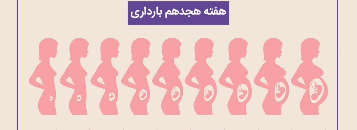 همه چیز درباره هفته هجدهم (18) بارداری | آزمایشگاه تهران لب