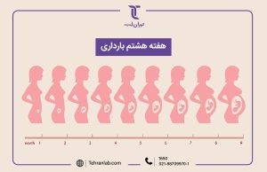 همه چیز درباره هفته هشتم (8) بارداری | آزمایشگاه تهران لب