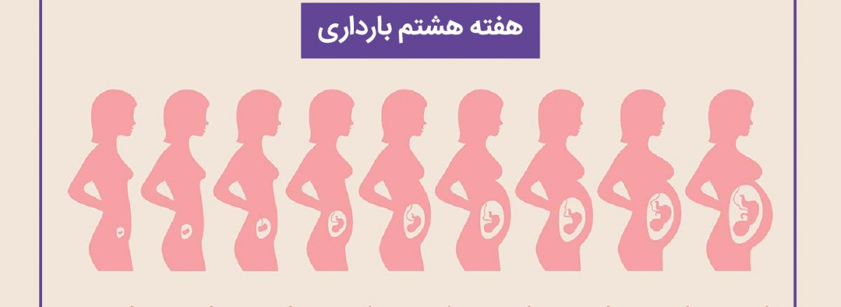 همه چیز درباره هفته هشتم (8) بارداری | آزمایشگاه تهران لب