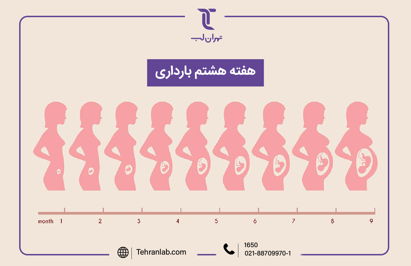 همه چیز درباره هفته هشتم (8) بارداری | آزمایشگاه تهران لب