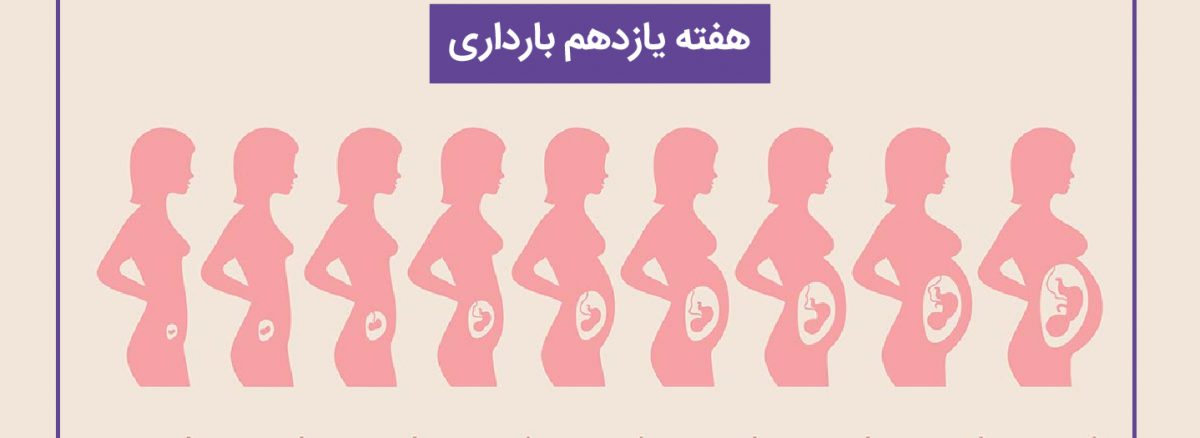 همه چیز درباره هفته یازدهم (11) بارداری | آزمایشگاه تهران لب