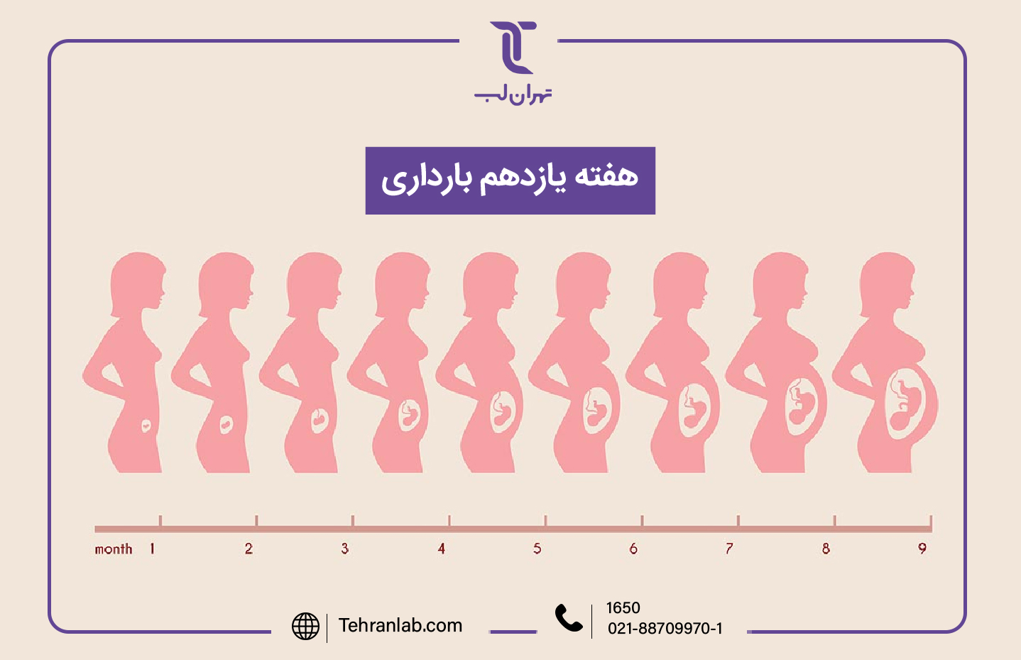 همه چیز درباره هفته یازدهم (11) بارداری | آزمایشگاه تهران لب