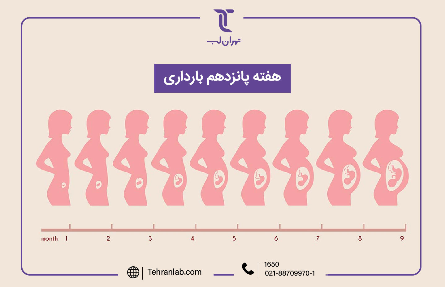 همه چیز درباره هفته پانزدهم (15) بارداری | آزمایشگاه تهران لب