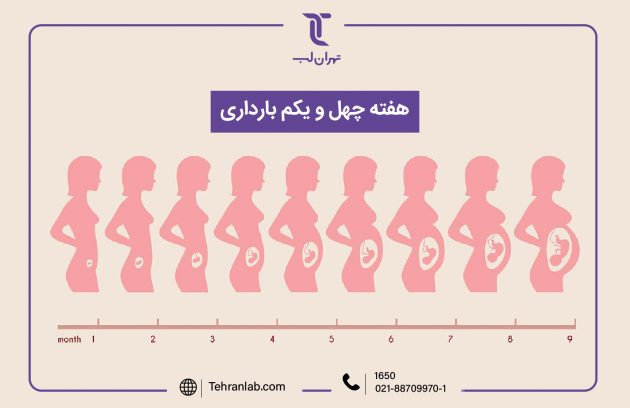 همه چیز درباره هفته چهل و یکم (41) بارداری | آزمایشگاه تهران لب