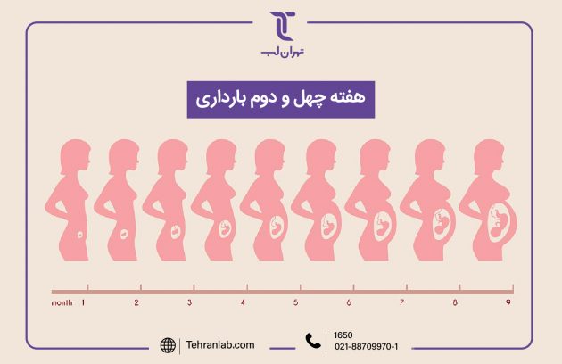 همه چیز درباره هفته چهل و دوم (42) بارداری | آزمایشگاه تهران لب