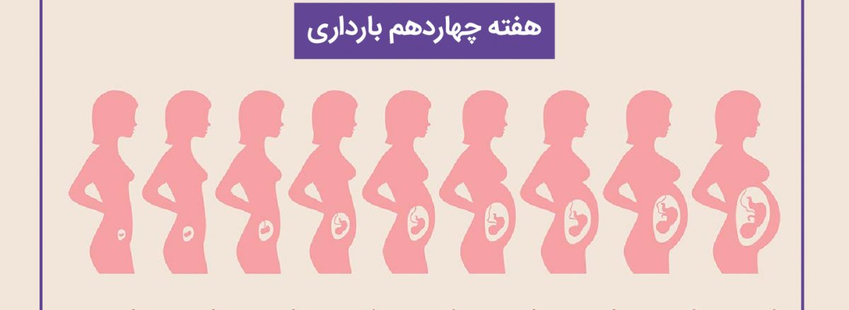 همه چیز درباره هفته چهاردم (14) بارداری | آزمایشگاه تهران لب