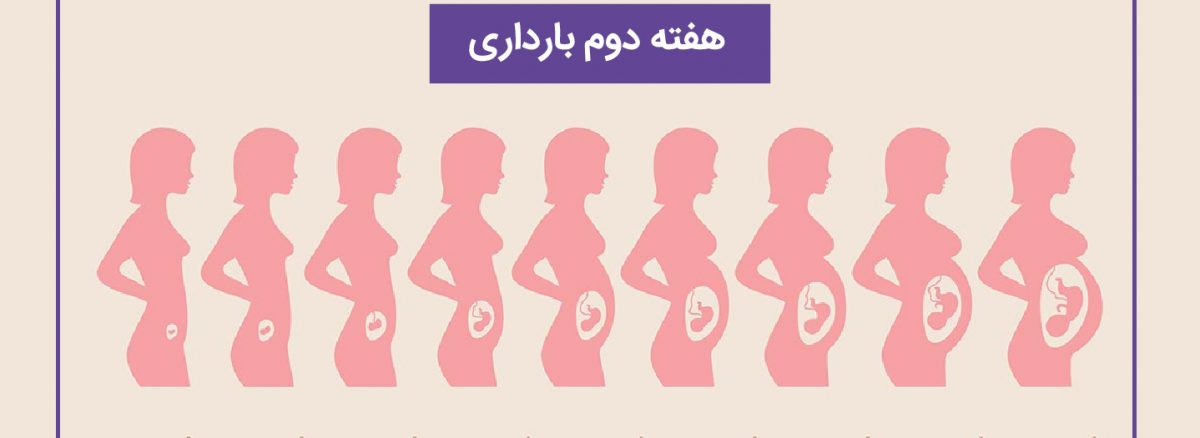 همه چیز درباره هفته دوم (2) بارداری | آزمایشگاه تهران لب