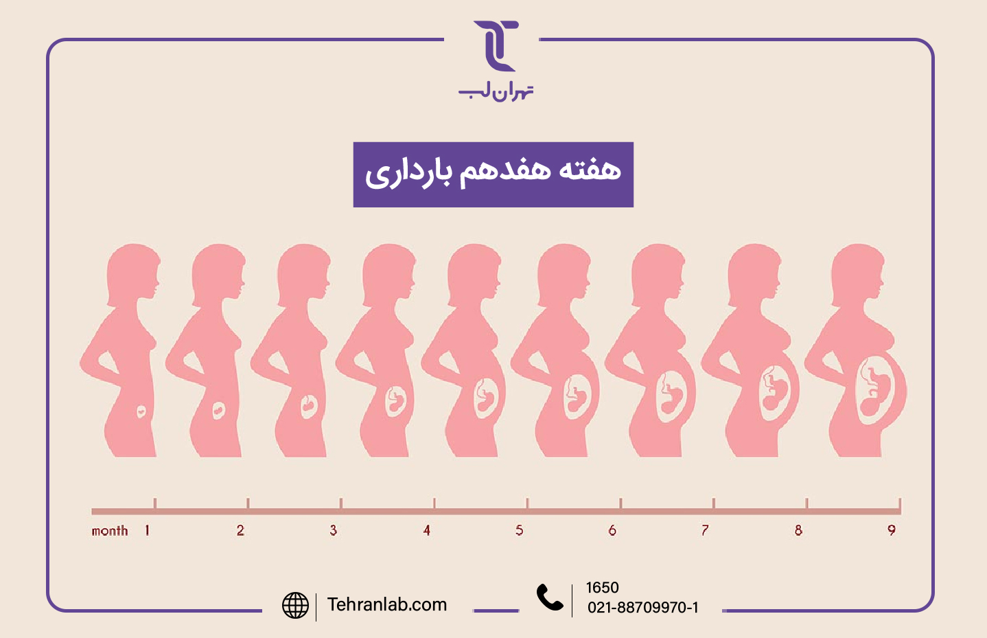 همه چیز درباره هفته هفدهم (17) بارداری | آزمایشگاه تهران لب