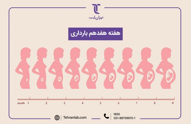 همه چیز درباره هفته هفدهم (17) بارداری | آزمایشگاه تهران لب