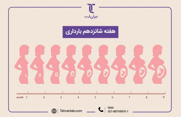همه چیز درباره هفته شانزدهم (16) بارداری | آزمایشگاه تهران لب
