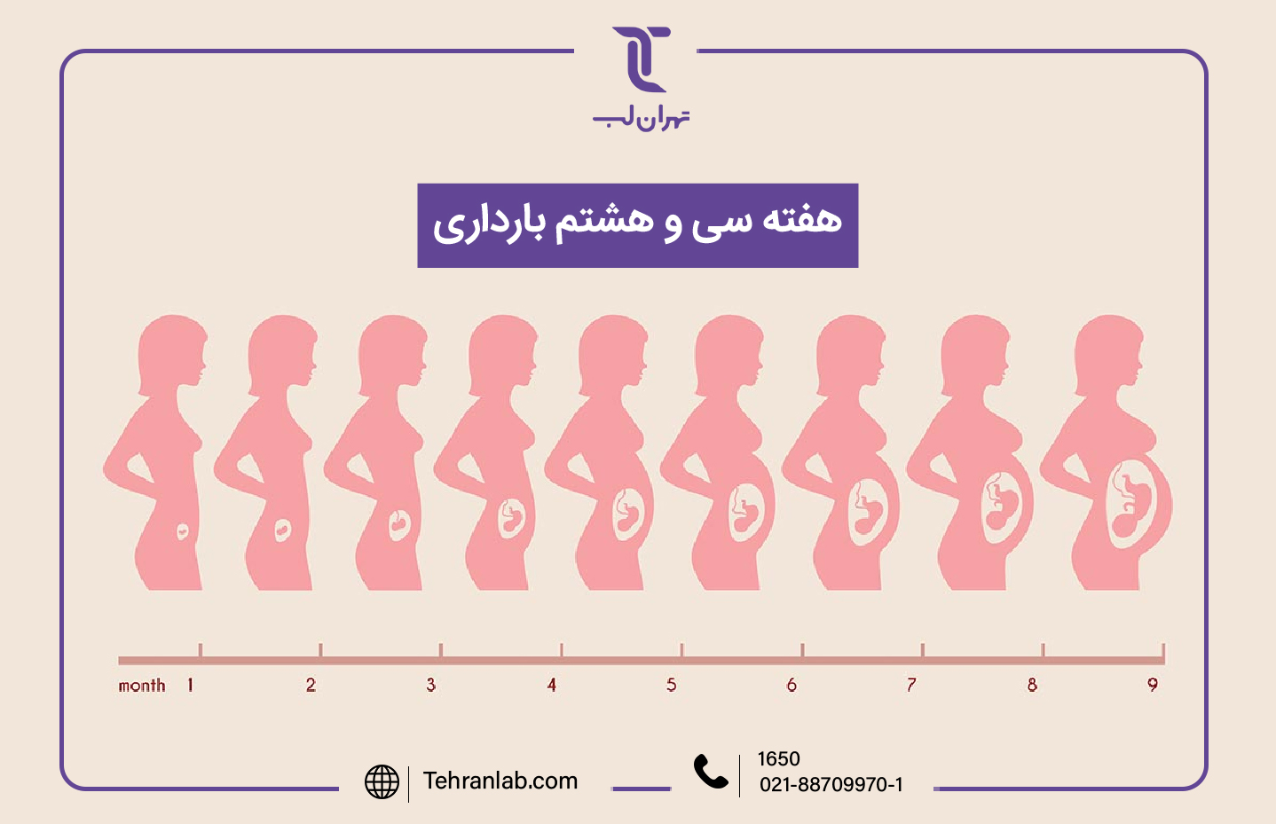 همه چیز درباره هفته سی و هشتم (38) بارداری | آزمایشگاه تهران لب