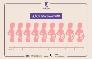 همه چیز درباره هفته سی و پنجم (35) بارداری | آزمایشگاه تهران لب