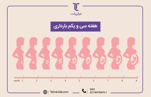 همه چیز درباره هفته سی و یکم (31) بارداری | آزمایشگاه تهران لب