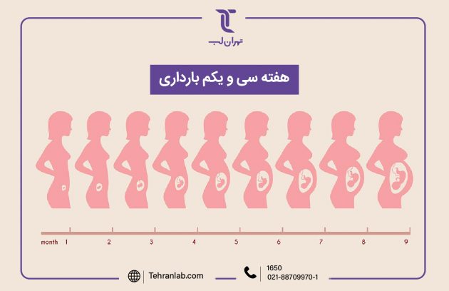 همه چیز درباره هفته سی و یکم (31) بارداری | آزمایشگاه تهران لب