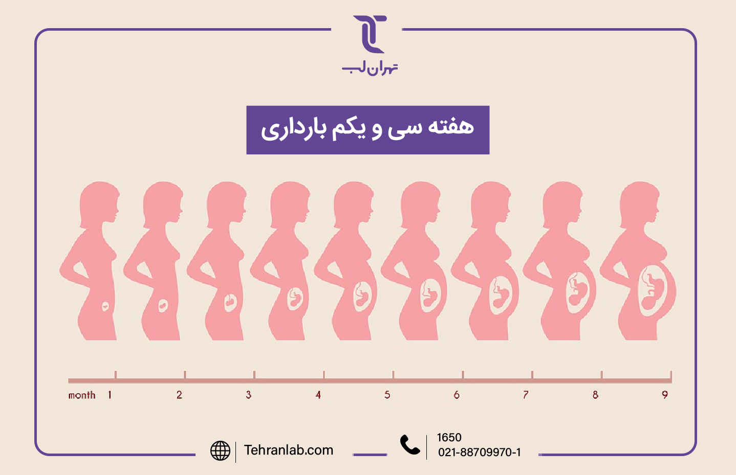همه چیز درباره هفته سی و یکم (31) بارداری | آزمایشگاه تهران لب