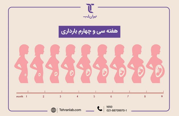 همه چیز درباره هفته سی و چهارم (34) بارداری | آزمایشگاه تهران لب
