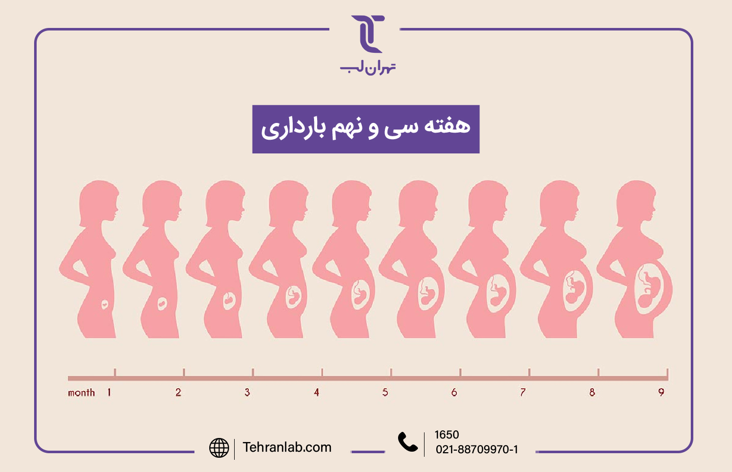 همه چیز درباره هفته سی و نهم (39) بارداری | آزمایشگاه تهران لب