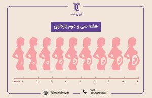 همه چیز درباره هفته سی و دوم (32) بارداری | آزمایشگاه تهران لب