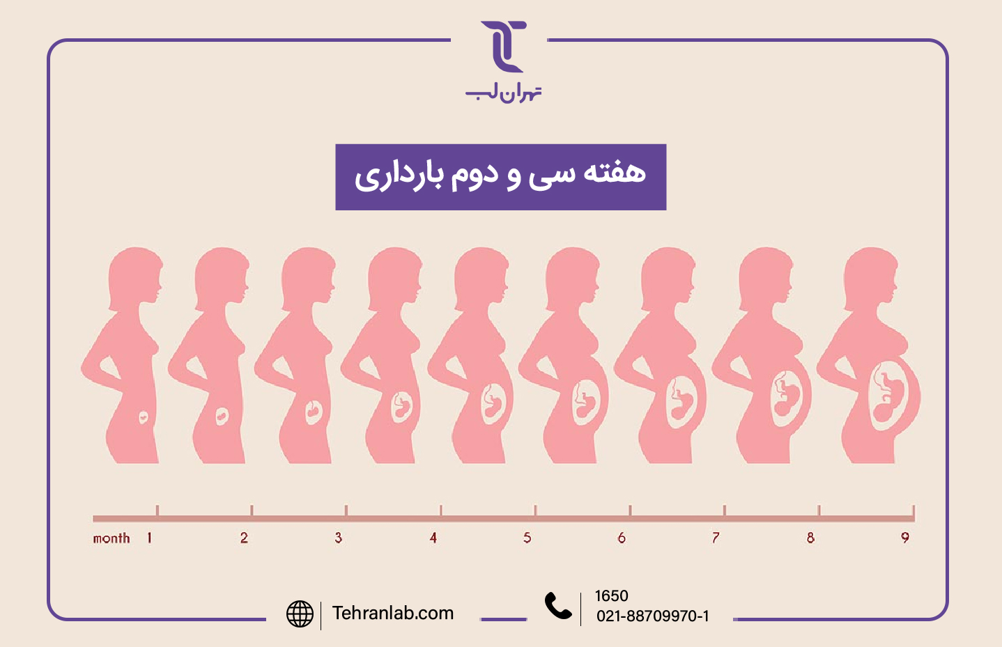 همه چیز درباره هفته سی و دوم (32) بارداری | آزمایشگاه تهران لب