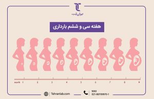 همه چیز درباره هفته سی و ششم (36) بارداری | آزمایشگاه تهران لب