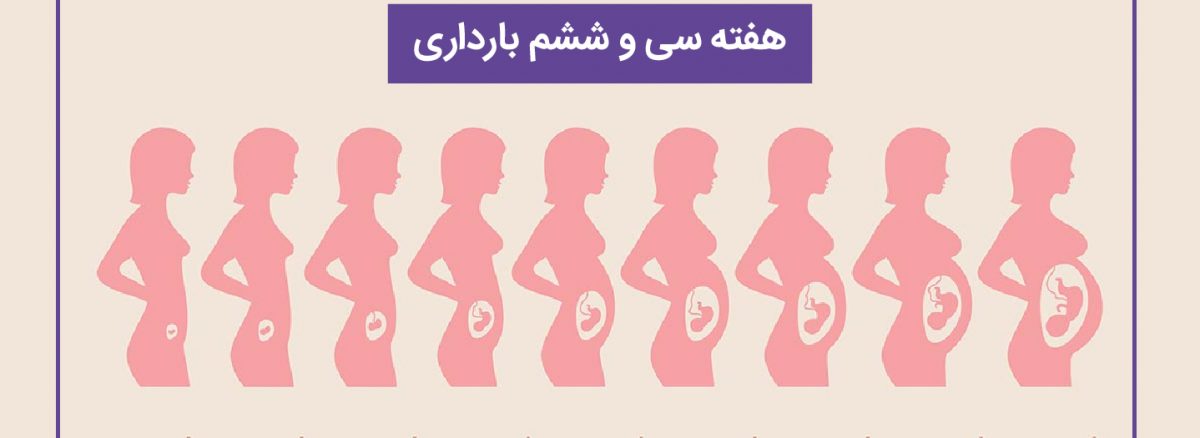 همه چیز درباره هفته سی و ششم (36) بارداری | آزمایشگاه تهران لب