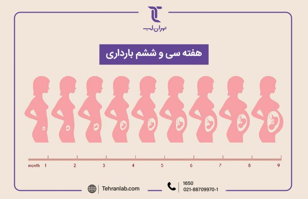 همه چیز درباره هفته سی و ششم (36) بارداری | آزمایشگاه تهران لب