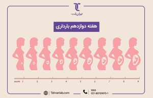 همه چیز درباره هفته دوازدهم (12) بارداری | آزمایشگاه تهران لب