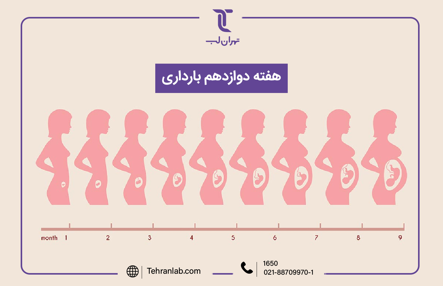 همه چیز درباره هفته دوازدهم (12) بارداری | آزمایشگاه تهران لب