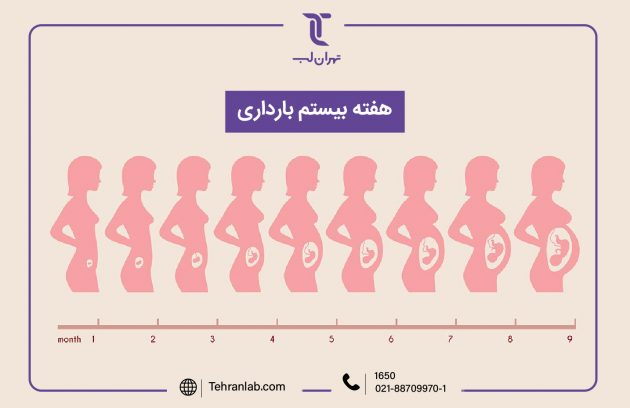 همه چیز درباره هفته بیستم (20) بارداری | آزمایشگاه تهران لب