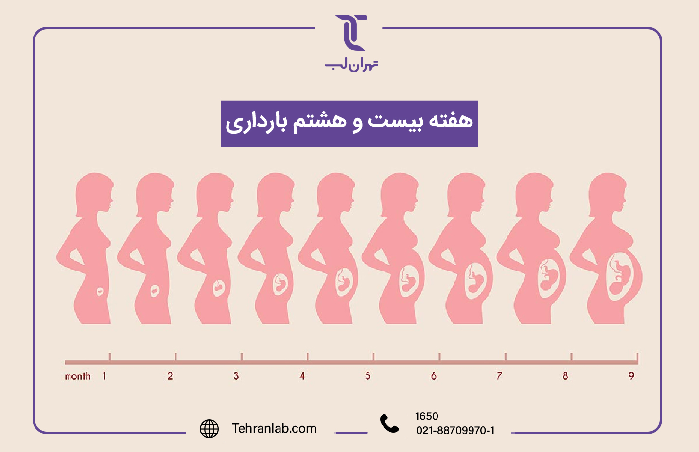 همه چیز درباره هفته بیست و هشتم (28) بارداری | آزمایشگاه تهران لب