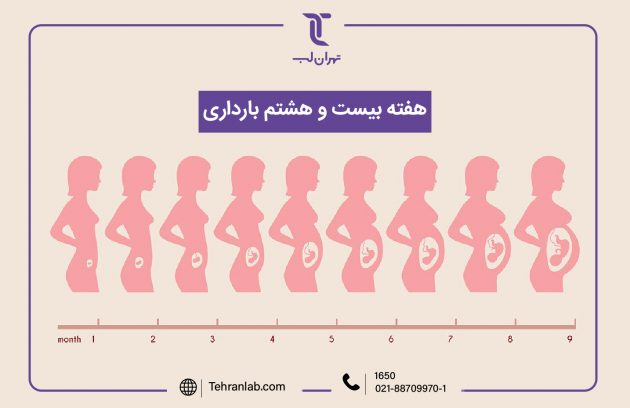 همه چیز درباره هفته بیست و هشتم (28) بارداری | آزمایشگاه تهران لب