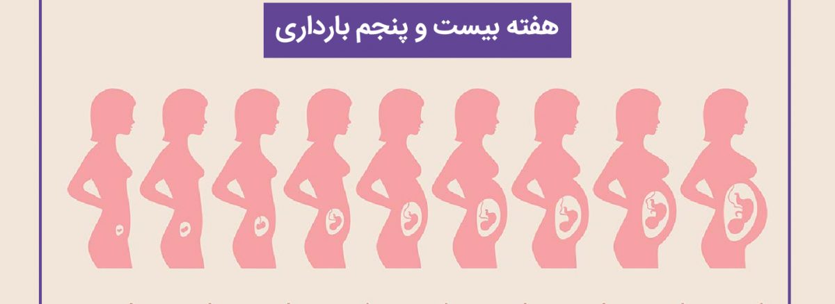 همه چیز درباره هفته بیست و پنجم (25) بارداری | آزمایشگاه تهران لب
