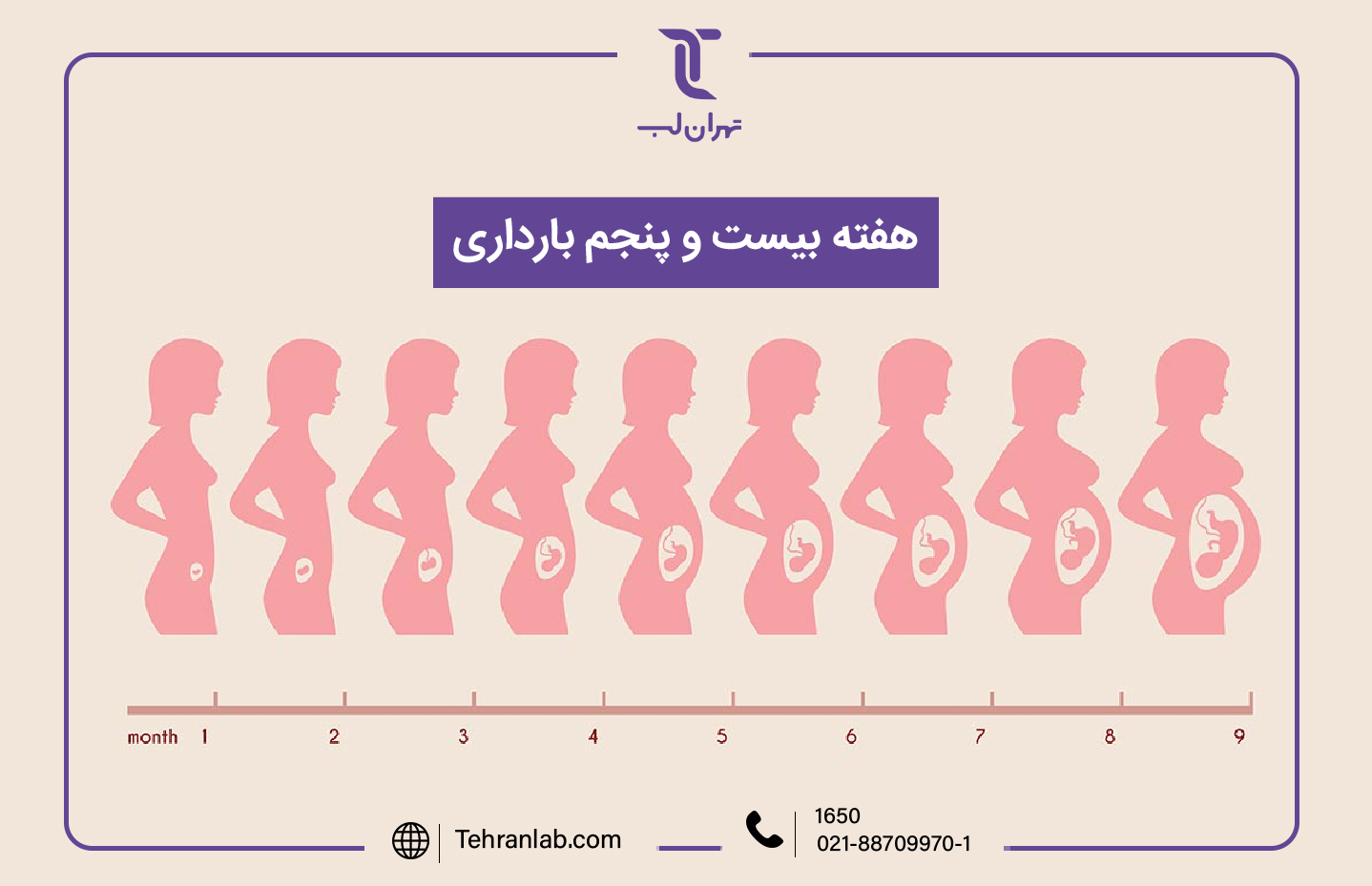 همه چیز درباره هفته بیست و پنجم (25) بارداری | آزمایشگاه تهران لب