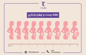 همه چیز درباره هفته بیست و چهارم (24) بارداری | آزمایشگاه تهران لب