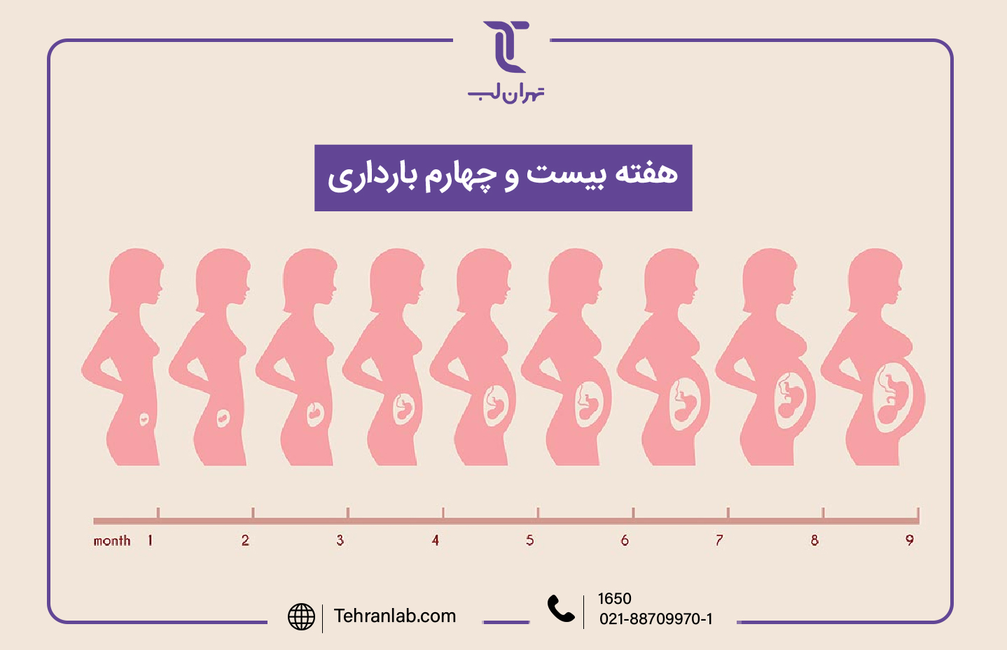 همه چیز درباره هفته بیست و چهارم (24) بارداری | آزمایشگاه تهران لب