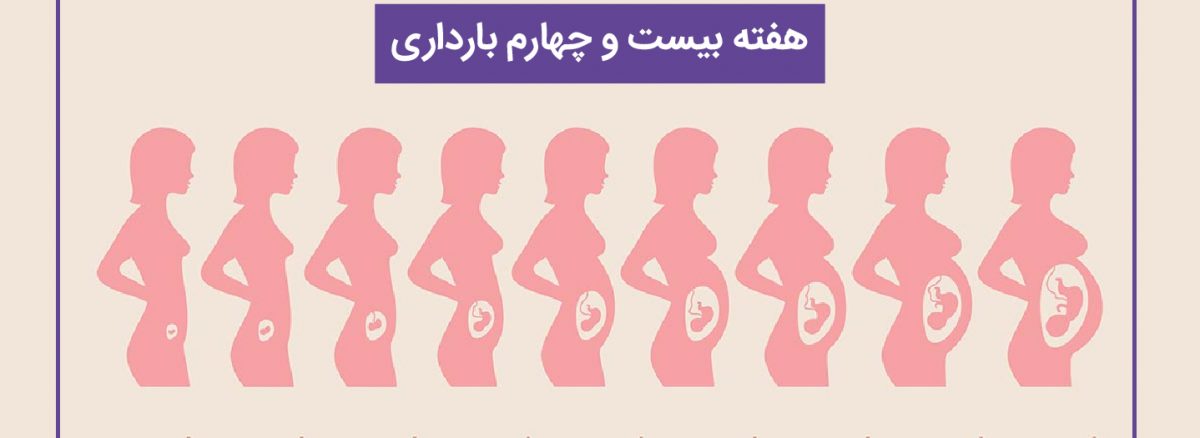 همه چیز درباره هفته بیست و چهارم (24) بارداری | آزمایشگاه تهران لب