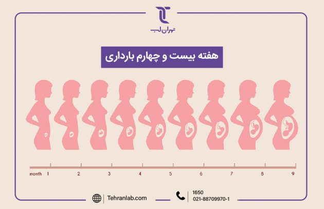 همه چیز درباره هفته بیست و چهارم (24) بارداری | آزمایشگاه تهران لب