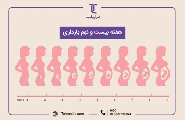 همه چیز درباره هفته بیست و نهم (29) بارداری | آزمایشگاه تهران لب