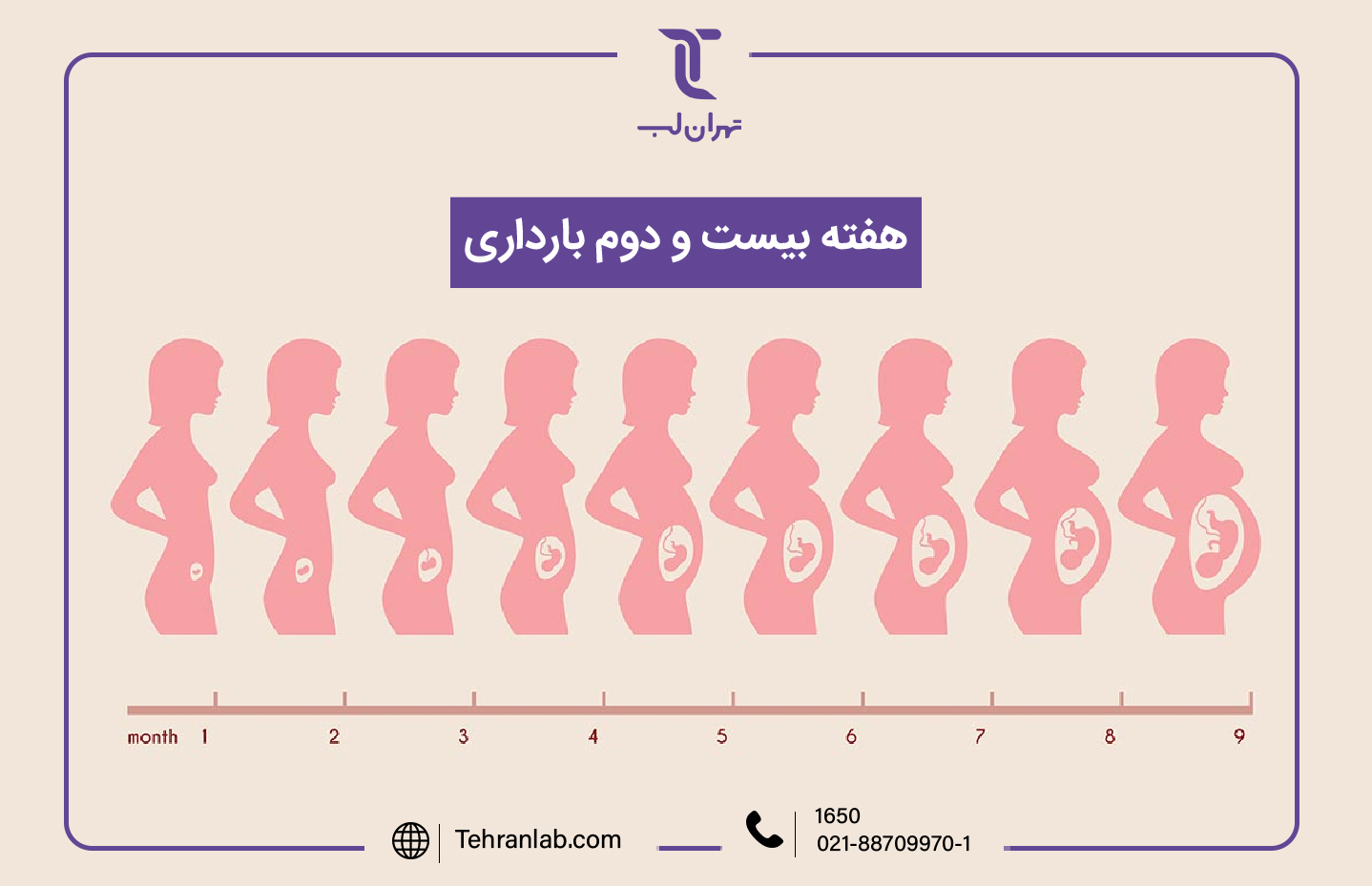 همه چیز درباره هفته بیست و دوم (22) بارداری | آزمایشگاه تهران لب
