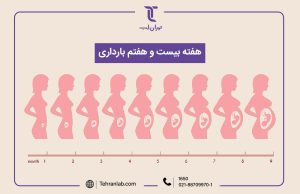 همه چیز درباره هفته بیست و هفتم (27) بارداری | آزمایشگاه تهران لب
