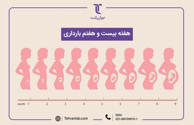 همه چیز درباره هفته بیست و هفتم (27) بارداری | آزمایشگاه تهران لب