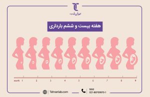 همه چیز درباره هفته بیست و ششم (26) بارداری | آزمایشگاه تهران لب