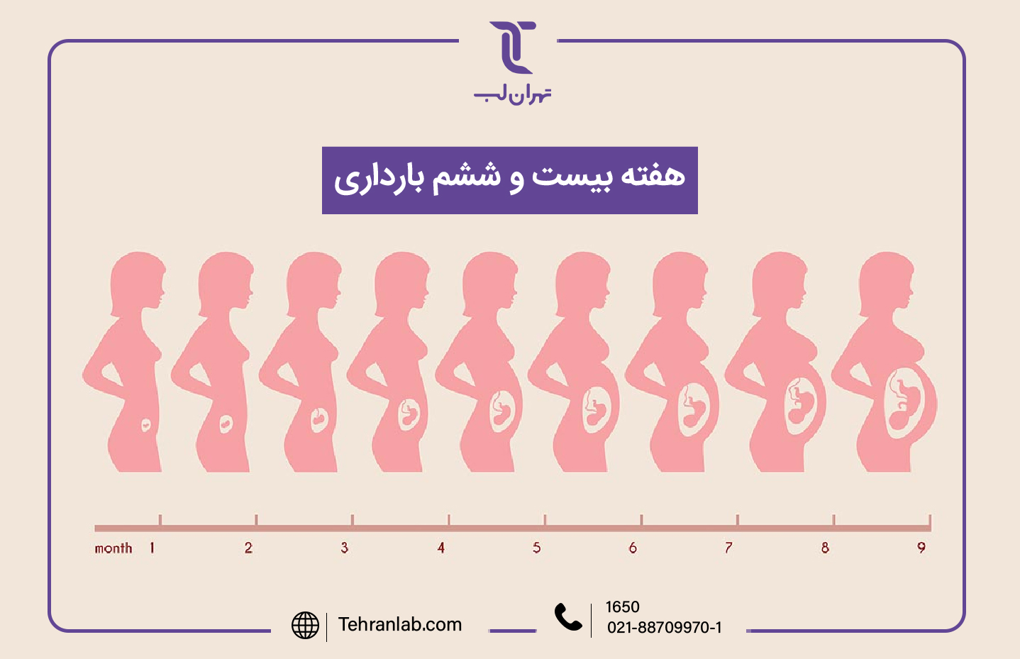 همه چیز درباره هفته بیست و ششم (26) بارداری | آزمایشگاه تهران لب