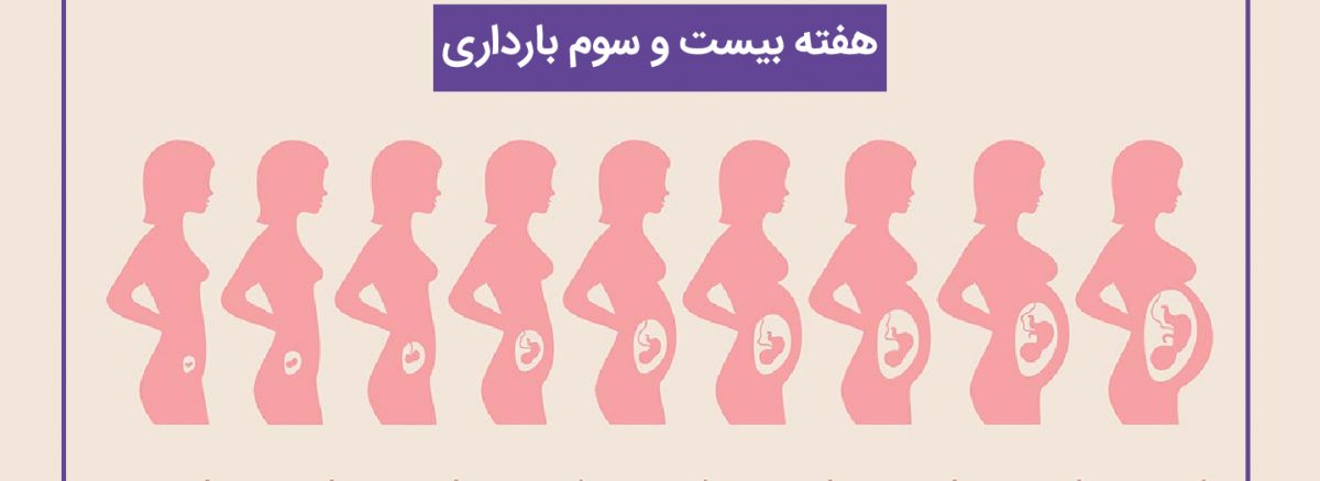 همه چیز درباره هفته بیست و سوم (23) بارداری | آزمایشگاه تهران لب