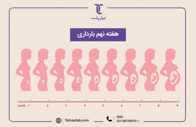 همه چیز درباره هفته نهم (9) بارداری | آزمایشگاه تهران لب