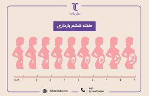 همه چیز درباره هفته ششم (6) بارداری | آزمایشگاه تهران لب