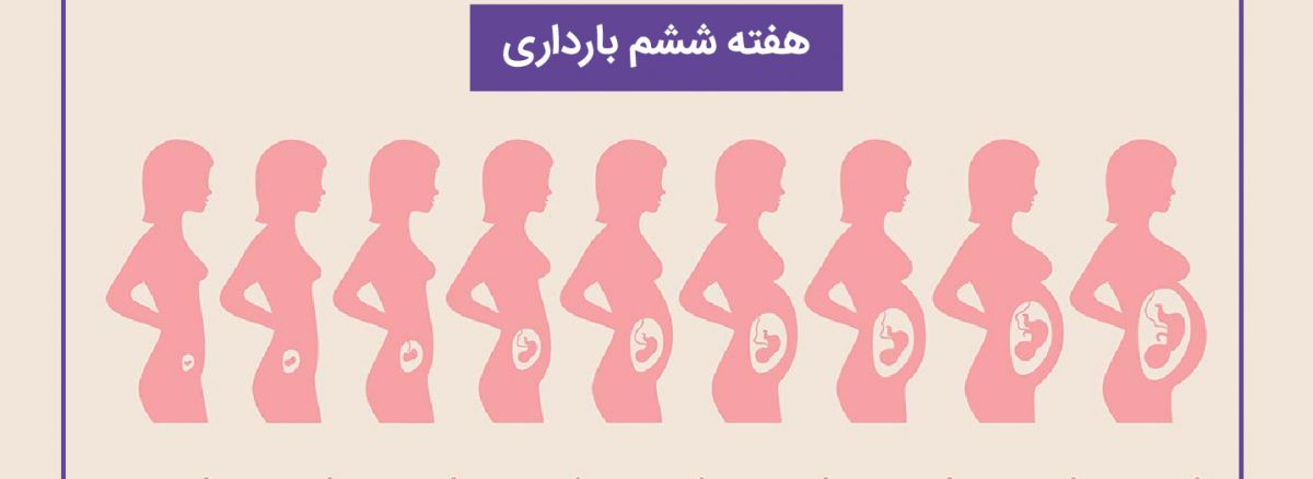 همه چیز درباره هفته ششم (6) بارداری | آزمایشگاه تهران لب