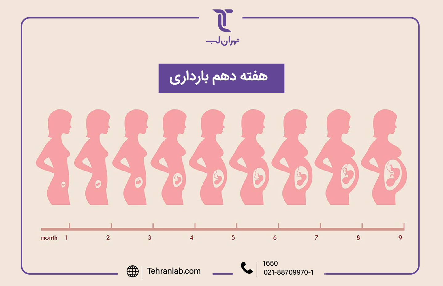 همه چیز درباره هفته دهم (10) بارداری | آزمایشگاه تهران لب