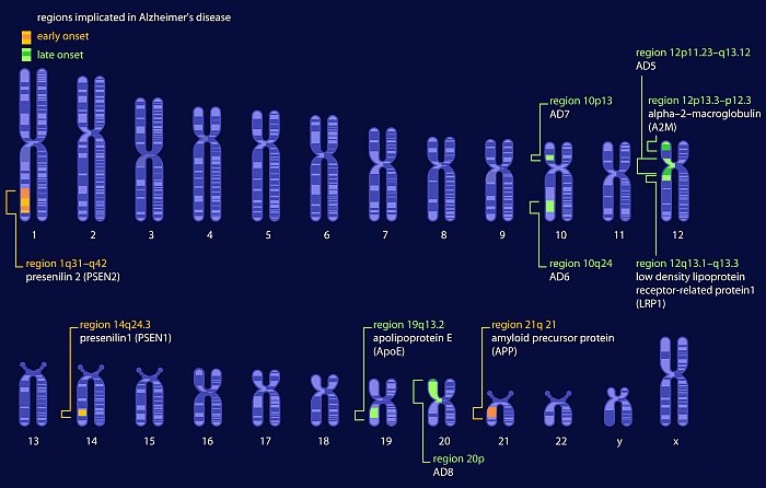 ژن‌های مرتبط با آلزایمر