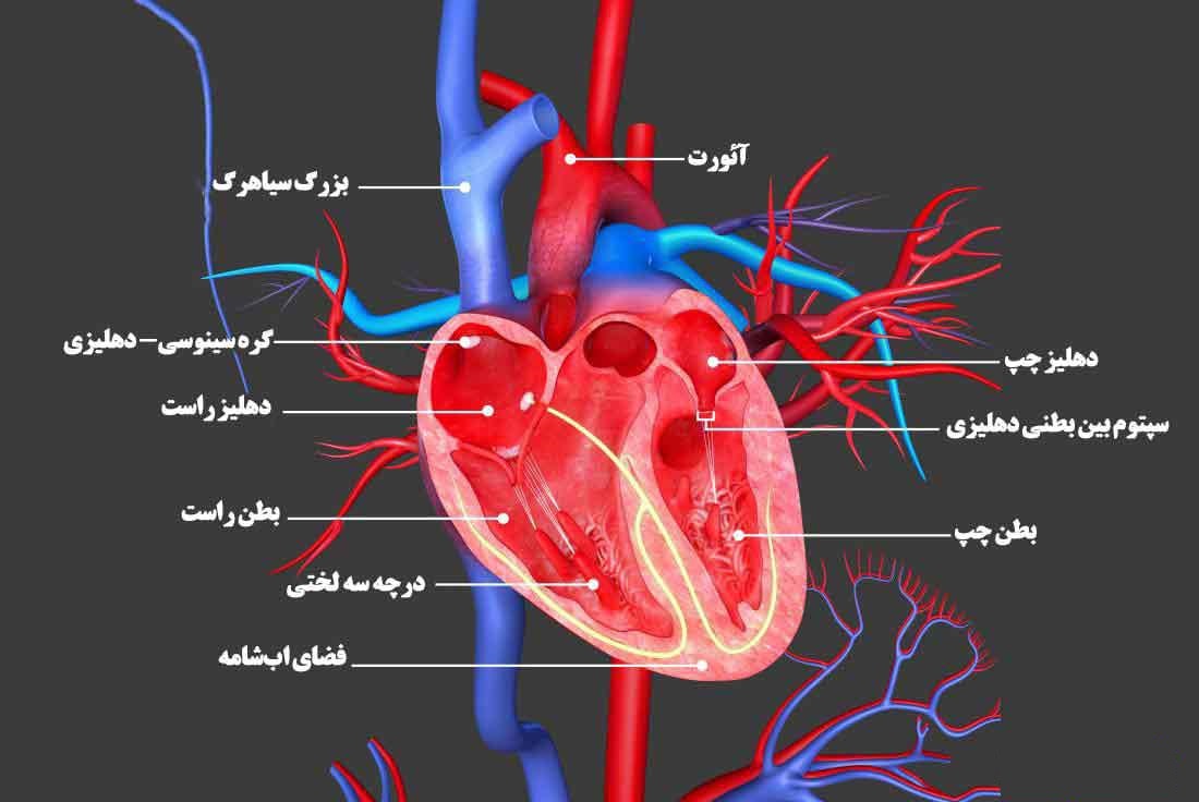 اناتومی قلب انسان